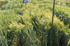 11. Antequera