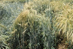 12. Bondadoso