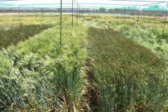 18. Don Ricardo y Amilcar