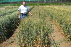 2. Conil 100 espigas