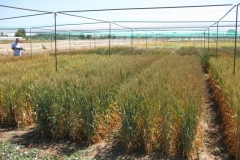 4. Trigo Blando CONIL