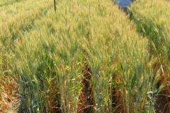 8. TREBUJENA con plantas altas