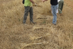 11. Haces de trigos seleccionados