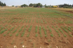 12. Nascencia en verano