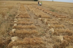 5. Cosecha a mano de vivero