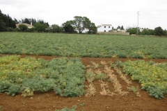 6. Garbanzo susceptible a fusariosis