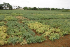 7. Ensayos de garbanzos