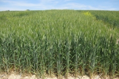 10. DON SEBASTIAN en SAT