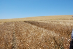 13. Raspinegros y raspiblancos