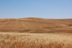 16. Loma raspinegra