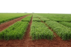 01. Campo de Ensayos 09