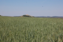 10. Campo de multiplicacion-Jerezano R1 (5)