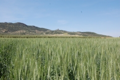 11. Campo de multiplicacion-Jerezano R1 (1)