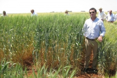 14. Aaaaquellos trigos antiguos...