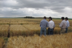 17. Ensayos de cebada de Limagrain