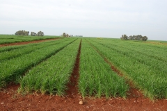 2. Bandas de promocion