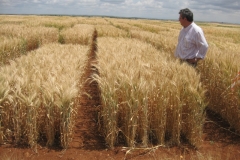 21. Escacena en ensayos