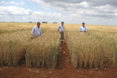 22. Ensayos de triticale
