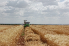 29. Campo de Ensayos 09 036