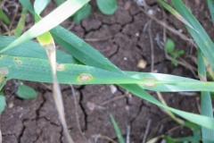 3. Helminthosporium en SIMETO