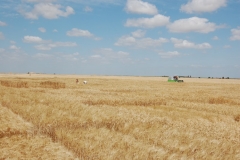 33. Campo de Ensayos 09 074