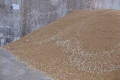 37. Montan de DON JAVIER