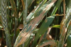4. Escacena enfermo Septoria