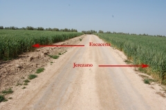 6. Escacena-Jerezano
