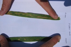 7. Vitran y Simeto enfermos