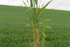 9. Septoria en Don Jose