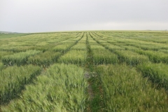 14. Ensayos en mayo 09