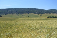 16. DON RICARDO en San Jose del Valle