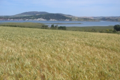 17. Produccion de DON RICARDO