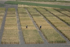 21. Agrimensores