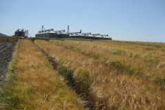 23. Cebadas color cerveza