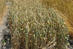 25. Mara