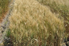 28. Escacena