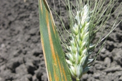 30. roya amarilla en trigo duro