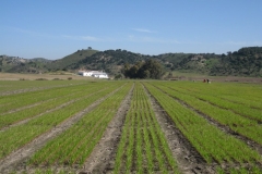 1. Ensayos en Algodonales