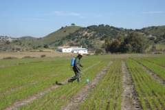 2. Corte de pasillos con glifosato
