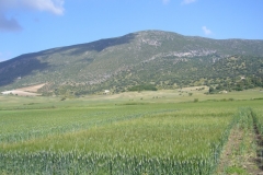 6. Ensayos en Espigado