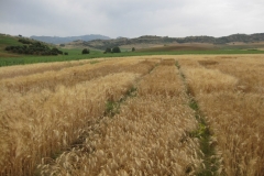 8. Ensayos serranos