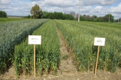 10. Gazul y Escacena