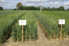 11. Jerezano y Tejada