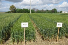 12. Vitran y Don Rafael