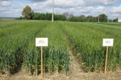 13. Don Sebastian y Don Jose