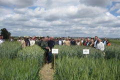 17. Todos con triticales