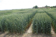 19. nuevos triticales