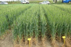 22. Don Ricardo en RAEA