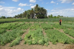 24. Ensayos Guisantes